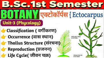 Ectocarpus BSc 1st Year//Ectocarpus Classification,Occurrence,Thallus Structure, Reproduction