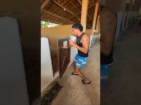 Tirullipa abre as portas das baias dos cavalos e Wesley Safadão manda expulsar eles da baia