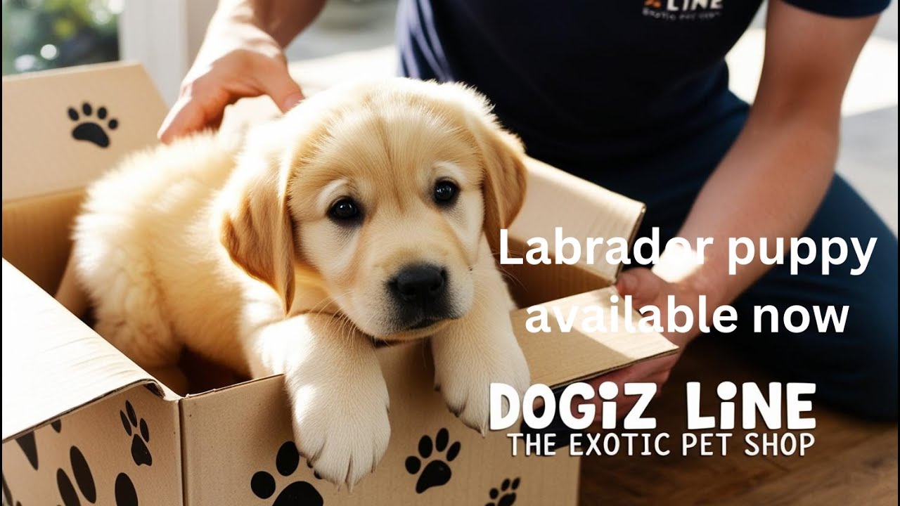 Labrador Puppy Available at Dogiz Line - The Exotic Pet Shop in Jajpur | Pet Shop near me