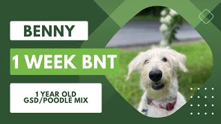Emmaus Dog Trainers ||| OLK9 Lehigh Valley ||| 1 Year Old GSD/Poodle Mix, Benny