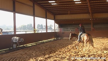 Simonsays Cut - working the mechanical cow! - ValleyViewRanch.net