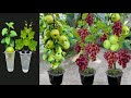 How to propagate grafting appleand grapes trees with aloe vera  grafting grapes trees