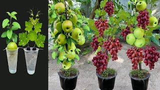 How To Propagate Grafting AppleAnd Grapes Trees With Aloe Vera , grafting grapes trees
