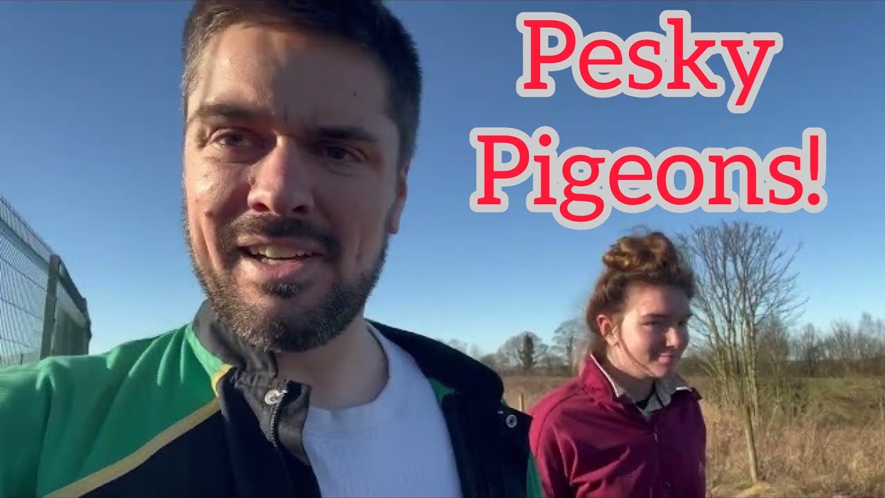 The TM is now Filthy! Operation Pigeon STOP on the oilseed rape, Milling mixing feeding!