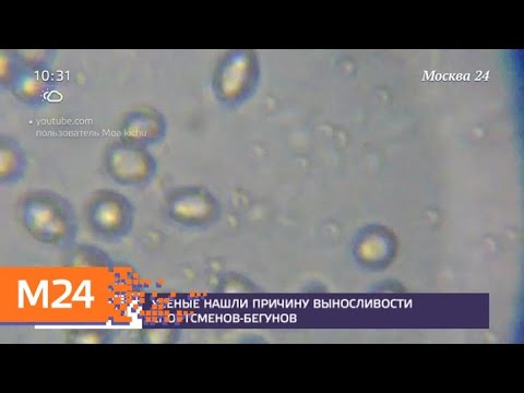 Ученые нашли причину выносливости спортсменов-бегунов - Москва 24