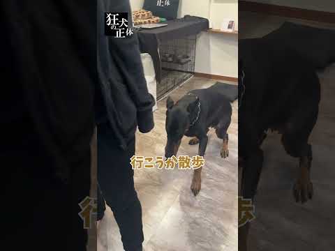 散歩行く時パパとママとでは表情が違うドーベルマン