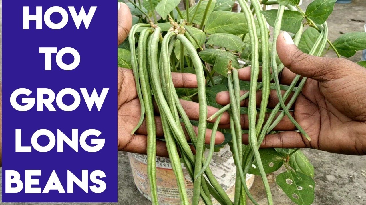How To Grow Long Beans From Seeds YouTube