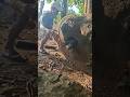 menetaskan semua #shortvideo #animals #nature
