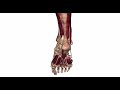 Lower Leg Anatomy