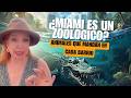 Los vecinos salvajes de Miami 🐊🦩 | Cuando los animales cuentan la historia de cada barrio