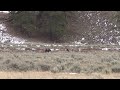 Two wolves encounter with grizzly in Yellowstone