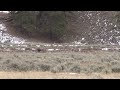 Two wolves encounter with grizzly in Yellowstone
