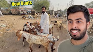 New Goats Lene Mandi Gaye 😍