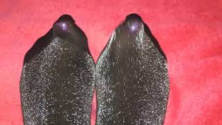 Yes Boss Asuper Shiny Black Tights Hose