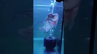 pook fish srd female                 short body #srdflowerhorn #flowerhorn