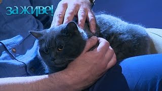 Лечат ли животные человеческие недуги? – За живе! Сезон 3. Выпуск 5 от 05.09.16 Лечат ли животные человеческие недуги? – За живе! Сезон 3. Выпуск 5 от 05.09.16