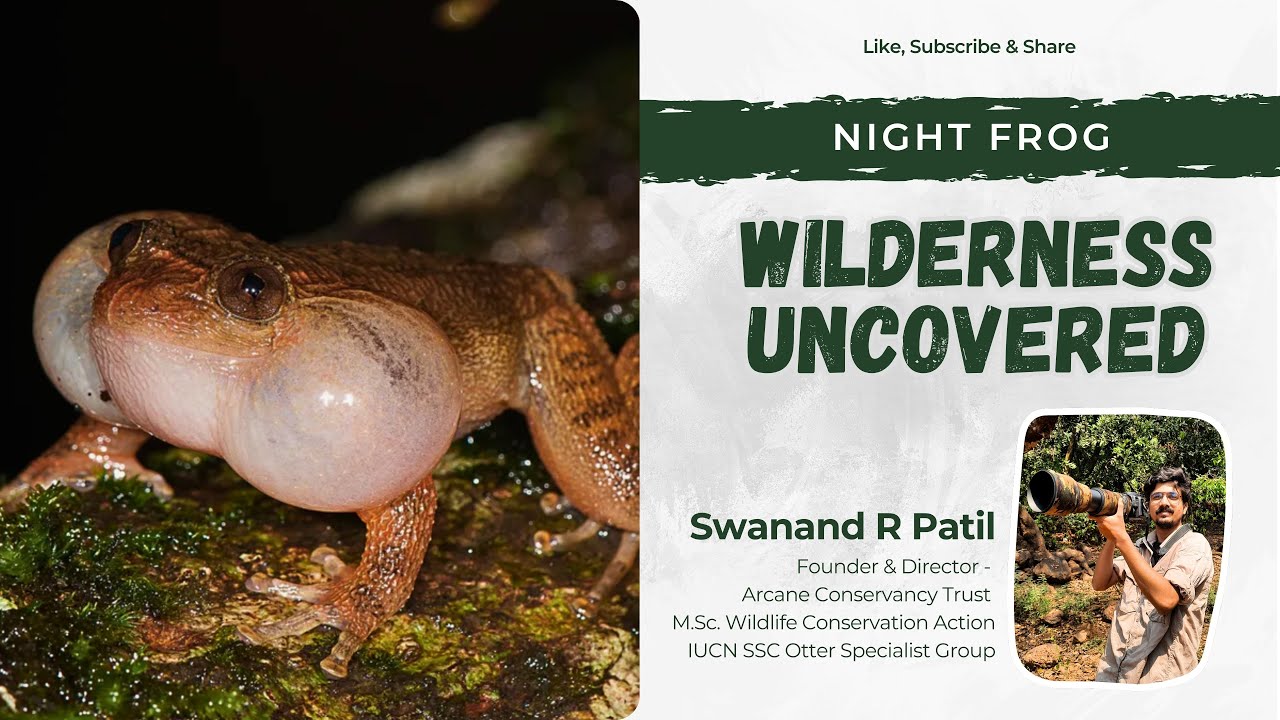 📣Wilderness Uncovered | Night Frog | Arcane Conservancy 🌧️🐸