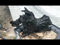 (Đx))M415 gl lũa mun sừng 100k LH 0707713796 Khương bonsai 