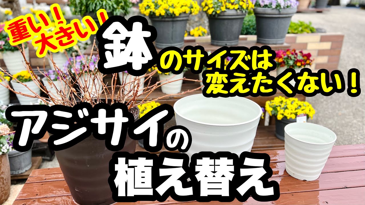 ◆『サイズはそのまま❗️』【冬が最適】アジサイの植え替え🌱