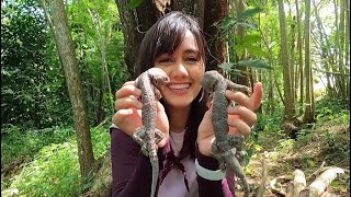 Kuliner ekstrim TOKEK MONSTER Cocol Sambel Langsung Dimakan !!