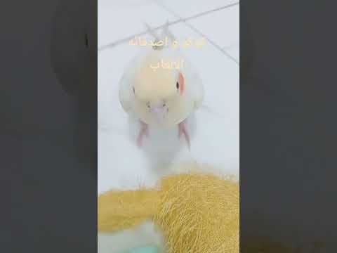 الدرس الاول و الاخير كوكا كوكو دوبلاج اكسبلور دبلجة مضحكة السعودية Birds 