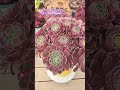 #이화히어로 #다육이농장 #이화랜드010-3339-2461 #식물재테크달인 #식물전도사 #succulent #shorts