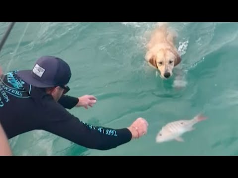 Curious Pup Tries To Help Catch Fish (Dogs Helping Humans)