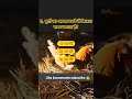 #important animal husbandry qize video sorts a🐵🐔🐶🐷