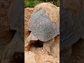 {why turtle hate black colour} @factstrick10