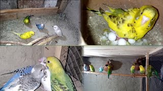 Budgies Hatch New Chicks | Budgies  laying eggs #Portionreview #AlKhalidPets