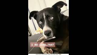 When you intentionally make your dog angry #dog #funny #fyp #funnydog #foryou