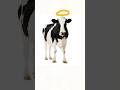 HOLY COW!