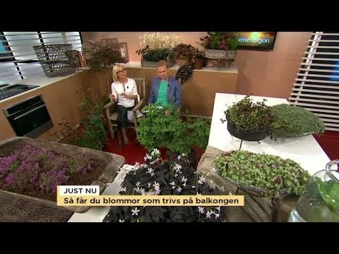 Video: Hemmagjorda Blommor Från Frön (23 Bilder): Vilka Inomhusväxter Kan Odlas Hemma I En Kruka?