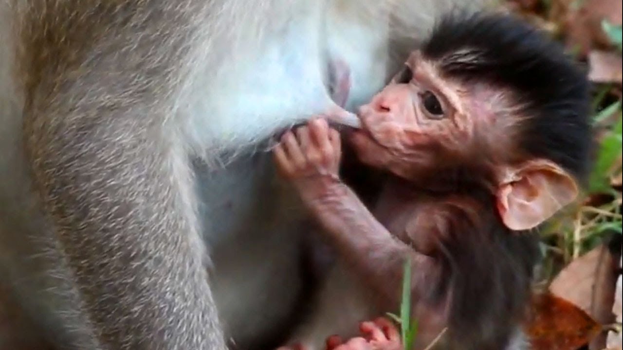 Newborn baby monkey Violet trying very hard to keep mom milk