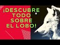 Las curiosidades más fascinantes sobre los lobos...😉descubrelas😲