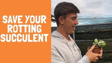 Save Your Rotting Succulent | Rotting symptoms