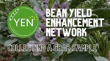 Collecting a grab sample for the Bean Yield Enhancement Network (YEN)