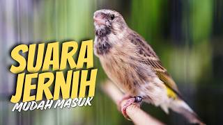 MASTERAN BLACKTHROAT GACOR SUARA JERNIH KRISTAL - MATERI MEWAH CETAK JAWARA