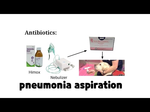 Video: Pneumonia (Aspiration) Sa Mga Aso