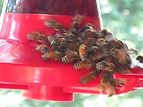 Thirsty Honey Bees on a Humming Bird Feeder!!!