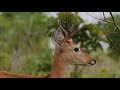 Parques do Brasil - Parque Nacional das Emas