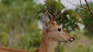 Parques do Brasil - Parque Nacional das Emas