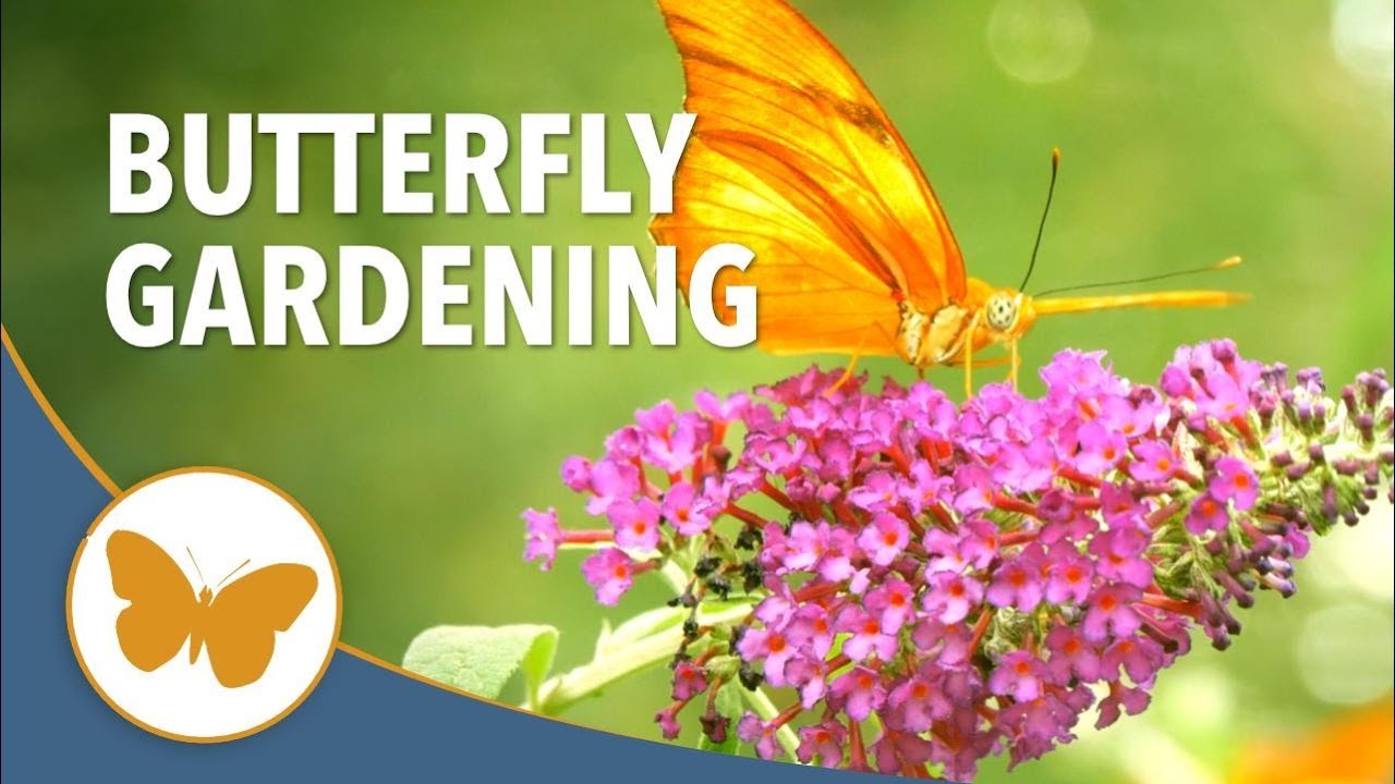 Butterfly Gardening 101 Tips on How to Attract Butterflies YouTube