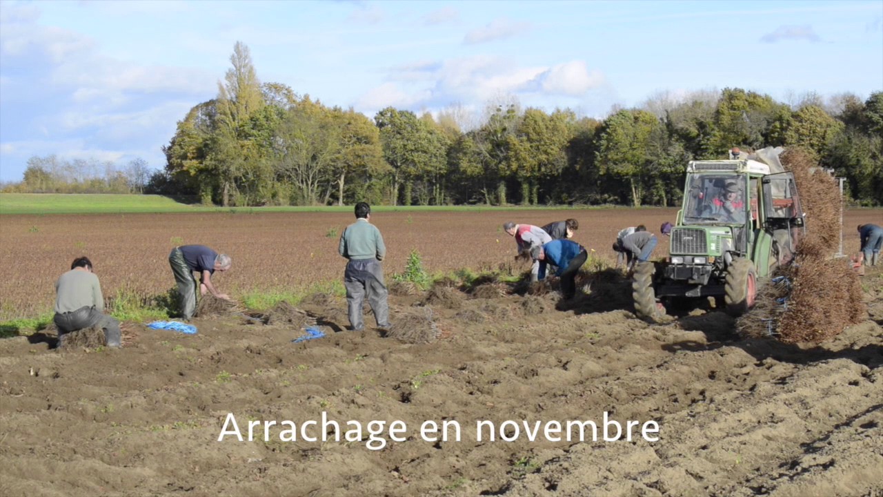 Pépinières Viticoles Viaud