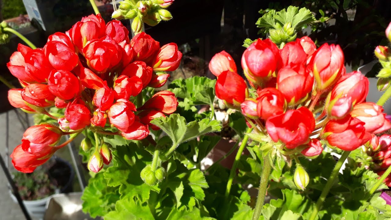 Sardunyalarda kök budaması /Lale Sardunya /Yeni gelen özel tür sardunyaların dikimi .