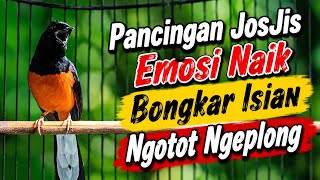 Murai Batu Auto Nyaut! Bongkar Isian Sampai Ngotot Ngeplong