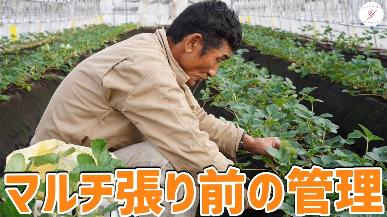 【いちご栽培】マルチビニール張り前の管理作業