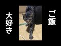 「ご飯！」を聞いて嬉しそうに喋る鳴き声が可愛すぎる猫。