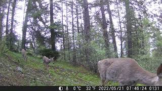 Deer on Grouse Mountain