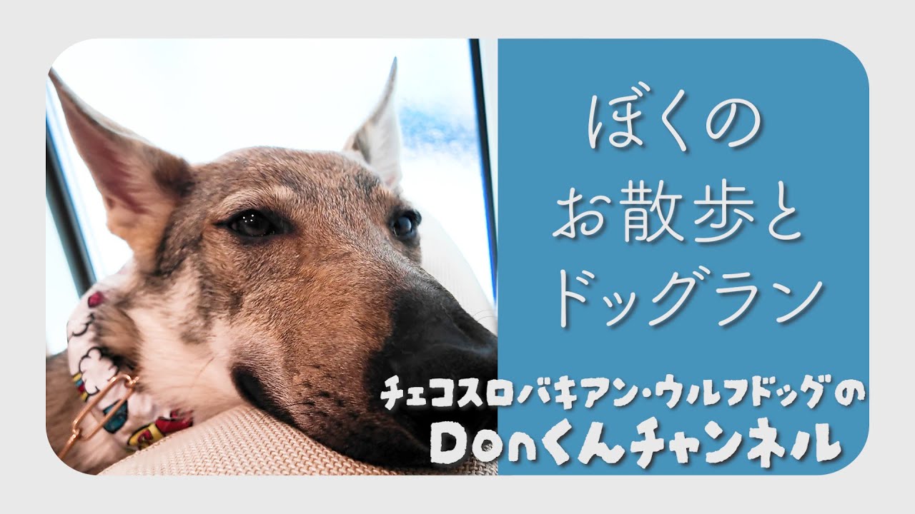 日常散歩とドッグラン【チェコスロバキアン・ウルフドッグ】